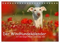 Produktbild: Der Windhundekalender (Tischkalender 2026 DIN A5 quer), CALVENDO Monatskalender