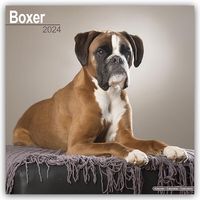 Bild vom Artikel Boxer 2024 - 16-Monatskalender vom Autor Avonside Publishing Ltd