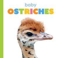 Produktbild: Baby Ostriches