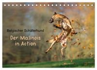 Produktbild: Belgischer Sch&auml;ferhund - Der Malinois in Action (Tischkalender 2026 DIN A5 quer), CALVENDO Monatskalender