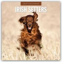Produktbild: Irish Setters &ndash; Irischer Setter 2027 &ndash; 16-Monatskalender