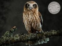 Produktbild: Beautiful Owls Notecard Set
