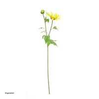 Produktbild: HTI-Living Fr&uuml;hlingsblume 74 cm Kunstblume Flora Fr&uuml;hlingsblume 74 cm Kunstblume Flora