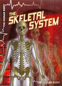 Produktbild: Skeletal System