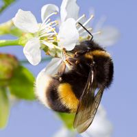 Produktbild: The bumble bee's flight