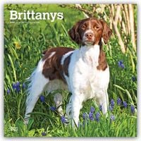 Produktbild: Brittanys &ndash; Bretonischer Vorstehhund 2027 &ndash; 16-Monatskalender