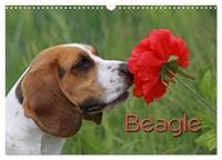 Produktbild: Beagle (Wandkalender 2026 DIN A3 quer), CALVENDO Monatskalender