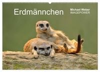 Produktbild: Erdm&auml;nnchen - Tierkinder (Wandkalender 2026 DIN A2 quer), CALVENDO Monatskalender