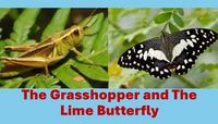 Produktbild: The Grasshopper and The Lime Butterfly
