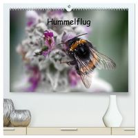 Produktbild: Hummelflug (hochwertiger Premium Wandkalender 2026 DIN A2 quer), Kunstdruck in Hochglanz