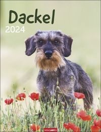 Dackel Kalender 2024 von Weingarten