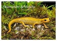 Produktbild: Salamander und Molche (Wandkalender 2026 DIN A3 quer), CALVENDO Monatskalender