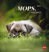 Bild vom Artikel Mops Postkartenkalender 2023. Die kleinen Hunde in einem Postkarten-Fotokalender porträtiert. Kleiner Kalender zum Aufstellen oder Aufhängen für Hu vom Autor 