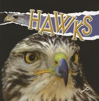 Produktbild: Raptors Hawks