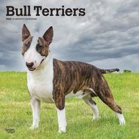 Produktbild: Bull Terriers 2023 Square