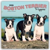 Produktbild: Boston Terrier Puppies &ndash; Boston Terrier Welpen 2026 &ndash; 16-Monatskalender