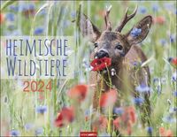 Bild vom Artikel Heimische Wildtiere Kalender 2024. Von Igel bis Wildschein: Naturkalender im Großformat mit heimischen Tieren. Posterkalender für Tierfreunde. Hochw vom Autor 