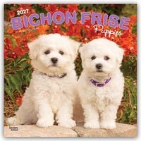 Produktbild: Bichon Fris&eacute; Puppies &ndash; Bichon Fris&eacute; Welpen 2027 &ndash; 16-Monatskalender