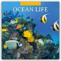 Produktbild: Ocean Life &ndash; Leben im Ozean 2027 &ndash; 16-Monatskalender