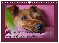 Produktbild: Kelly, der Irish Terrier - innen und au&szlig;en aus Gold (Wandkalender 2026 DIN A4 quer), CALVENDO Monatskalender