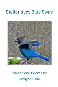 Produktbild: Steller's Jay Blue Sway