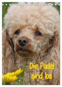 Produktbild: Die Pudel sind los (Tischkalender 2026 DIN A5 hoch), CALVENDO Monatskalender