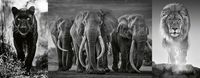 Bild vom Artikel Puzzle Ravensburger Panter, Elefanten, Löwe Panorama 1000 Teile vom Autor 
