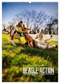 Produktbild: Beagle Action - Wilde Kuscheltiere (Wandkalender 2027 DIN A2 hoch), CALVENDO Monatskalender