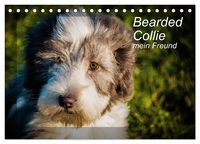 Produktbild: Bearded Collie, mein Freund (Tischkalender 2026 DIN A5 quer), CALVENDO Monatskalender