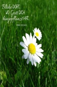 Produktbild: Bl&uuml;he da, wo Gott dich hingepflanzt hat.