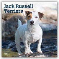 Produktbild: Jack Russel Terriers &ndash; Jack Russel Terrier 2027 &ndash; 16-Monatskalender