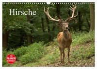 Produktbild: Hirsche (Wandkalender 2026 DIN A3 quer), CALVENDO Monatskalender