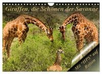 Produktbild: Giraffen, die Sch&ouml;nen der Savanne (Wandkalender 2026 DIN A4 quer), CALVENDO Monatskalender
