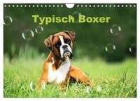 Produktbild: Typisch Boxer (Wandkalender 2027 DIN A4 quer), CALVENDO Monatskalender