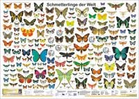 Produktbild: Schmetterlinge der Welt