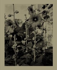Produktbild: Nicholas Nixon