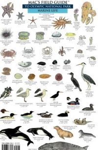 Produktbild: Mac's Field Guides: Olympic National Park