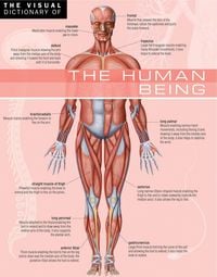 Produktbild: Visual Dictionary of The Human Being
