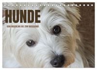 Produktbild: Hunde - vom Mischling bis zum Rassehund (Tischkalender 2026 DIN A5 quer), CALVENDO Monatskalender