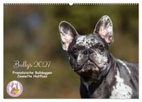 Produktbild: Bullys - Franz&ouml;sische Bulldoggen 2027 (Wandkalender 2027 DIN A2 quer), CALVENDO Monatskalender