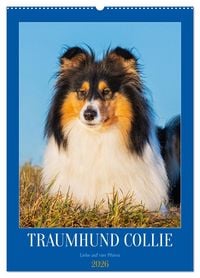 Produktbild: Traumhund Collie - Liebe auf vier Pfoten (Wandkalender 2026 DIN A2 hoch), CALVENDO Monatskalender