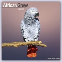 Produktbild: African Greys - Graupapageien 2023 - 16-Monatskalender