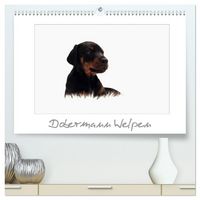 Produktbild: Dobermann Welpen (hochwertiger Premium Wandkalender 2026 DIN A2 quer), Kunstdruck in Hochglanz