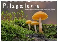 Produktbild: Pilzgalerie - Heimische Pilze von ihrer sch&ouml;nsten Seite (Wandkalender 2026 DIN A2 quer), CALVENDO Monatskalender