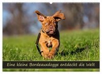 Produktbild: Eine kleine Bordeauxdogge entdeckt die Welt (Wandkalender 2026 DIN A2 quer), CALVENDO Monatskalender