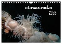 Produktbild: unterwasser makro 2026 (Wandkalender 2026 DIN A4 quer), CALVENDO Monatskalender