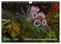 Produktbild: Rotes Meer - Unterwasserimpressionen (Wandkalender 2026 DIN A4 quer), CALVENDO Monatskalender