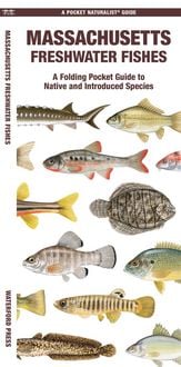 Produktbild: Massachusetts Freshwater Fishes