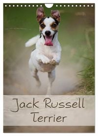 Produktbild: Jack Russell Terrier (Wandkalender 2026 DIN A4 hoch), CALVENDO Monatskalender