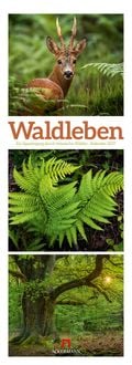 Produktbild: Waldleben Triplet-Kalender 2027 | Spaziergang durch heimische W&auml;lder